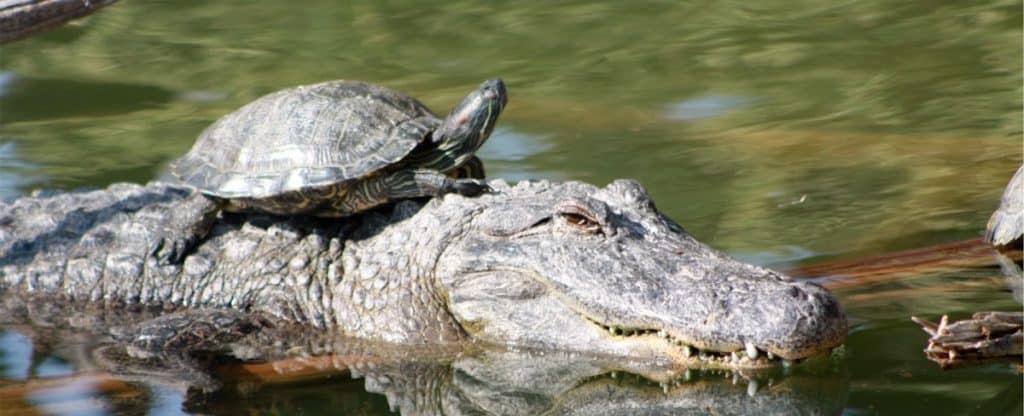 Die private Rentenversicherung lohnt sich allenfalls für Schildkröten